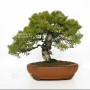 juniperus chinensis itoigawa ref 12020255