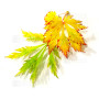 Graines d'Acer japonicum maiku jaku