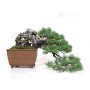 PINUS PENTAPHYLLA ref: 10100251