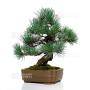 Pinus pentaphylla  ref : 16120254