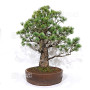 Pinus pentaphylla ref: 08040261