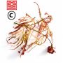 DISSECTUM BENI SHIDARE VARIEGATED BABY