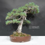 Pinus pentaphylla ref: 30060268