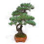 PINUS PENTAPHYLLA ref: 28070261