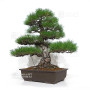 Pinus thunbergii ref: 16070261