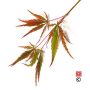 AUTUMN FIRE