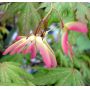 Graines d'acer palmatum aka shigitatsusawa