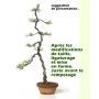 Pinus pentaphylla du Japon "ryuju" pot 2 litres