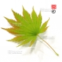 Graines d'acer japonicum nakai