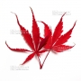 Graines d'Acer Matsumurae Inazuma