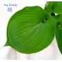 Hosta Big daddy