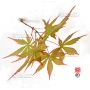 Graines d'Acer Amoenum Nicholsonii