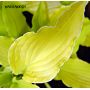 Hosta Marrakesh