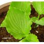 Hosta Candy dish