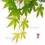 Graines d'Acer Amoenum Ichigyoji