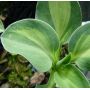 Hosta Holy mouse ears