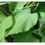 Hosta Queen of the seas