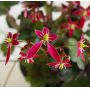 saxifraga fortunei kawazu beni