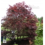 Acer palmatum 'trompenburg'