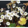 saxifraga fortunei shira ume