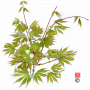 graines d'acer matsumurae green trompenburg