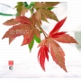 graines d'acer palmatum hondo ji