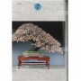 Bonsai focus magazine 105