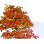 carpinus japonica 1 plante pot 1 litre