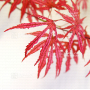 acer palmatum mikazuki