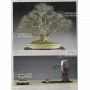 BONSAI FOCUS N° 111