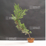 juniperus chinensis itoigawa 20-40 cm
