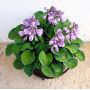 Hosta Blue mouse ears pot 3 litres