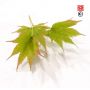 EPUISE Graines d'acer palmatum AO MESHIME NO UCHI