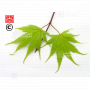 graines d'acer matsumurae ki hachijo