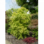 graines d'acer palmatum orange dream