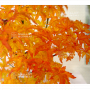 graines d'acer palmatum shishi gashira