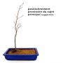 Hêtre du japon fagus crenata de semis. 40/60 cm