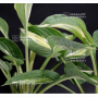 Hosta Snakes eyes