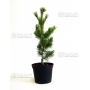 pinus pentaphylla variété "glauca" pot 2.5 litres