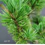 Pinus parviflora var. negishi 7.5 litres