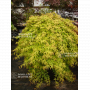 acer palmatum golden falls