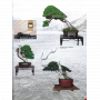 BONSAI FOCUS N° 130