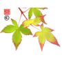 Acer palmatum little princess en godet