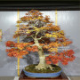 acer palmatum seigen ref :042025