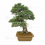 VENDU Pinus pentaphylla ref 030120254