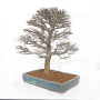 Acer buergerianum ref :21020253