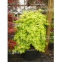 yellow cascade