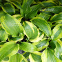hosta monkey business