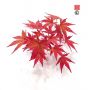AKEBONO taille baby