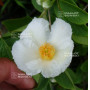 pseudocamelia japonica 23070254